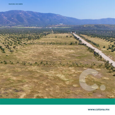 Rancho Olivares – Valle Guadalupe